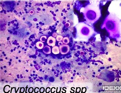 Clin Path Cytology Flashcards Quizlet