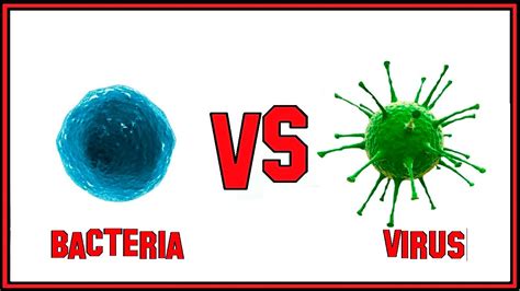 The Difference Between Bacteria And Virus YouTube