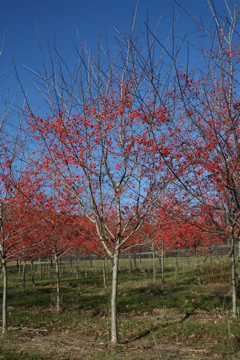 Shade Tree Winter King Hawthorn Crataegus Viridis Winter King