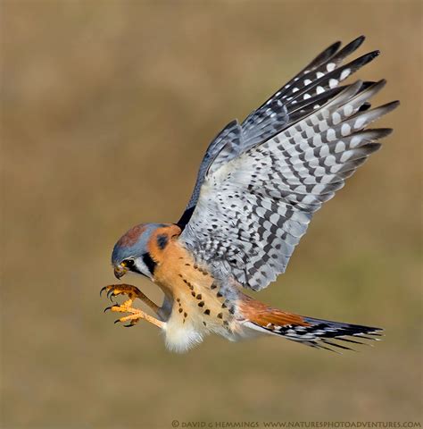 Mind the claws : American Kestrel