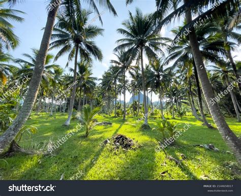 coconut palm trees krabi thailand stock photo  shutterstock