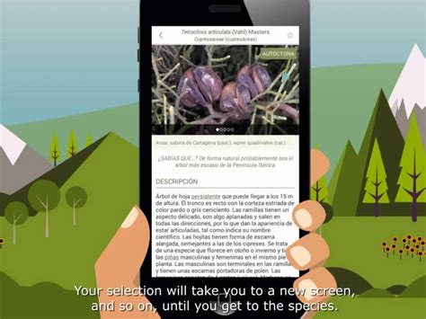 Arbolapp La Aplicaci N Gratuita Para Identificar Rboles En Espa A