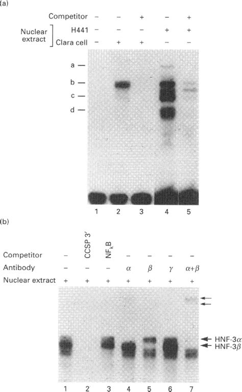 Figure From Role Of Hepatocyte Nuclear Factor Alpha And Hepatocyte