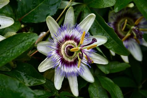 Passiflora Caerulea Bluecrown Passionflower Blue Passionflower Common Passionflower Flower