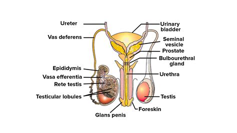 What Is The Function Of The Vas Deferens