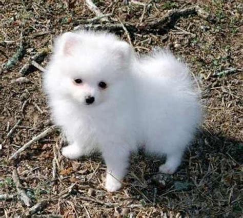 Sweet Small Dogs - These Are The 15 Best Small Breeds Of Dogs Ranked According To How Adorable ...