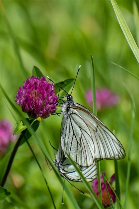 Butterfly Flowers Pollination - Free photo on Pixabay