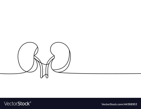 Human Kidneys One Line Continuous Drawing Vector Image