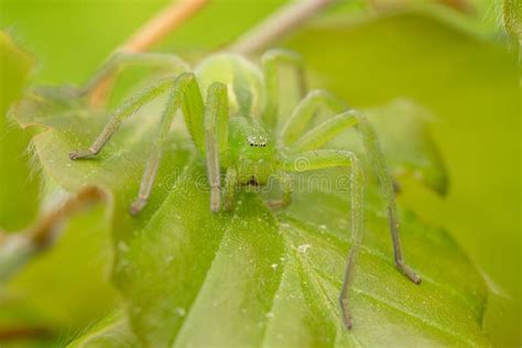 Aranha Verde Do Ca Ador Virescens De Micrommata Camuflados Na Folha