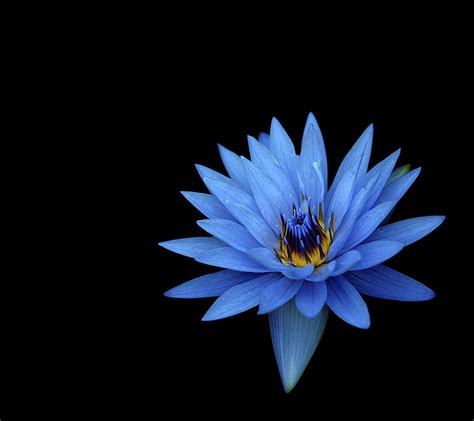 HD wallpaper: Blue Lotus, flower, flowering plant, fragility, vulnerability | Wallpaper Flare