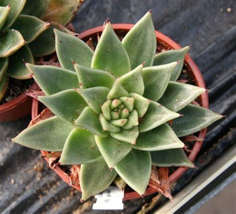 Ficha De La Echeveria Agavoides Una Suculenta Muy Decorativa