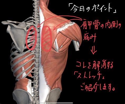 肩甲骨の内側の痛みを改善する、オススメストレッチがコレ。 Genryuチャンネル