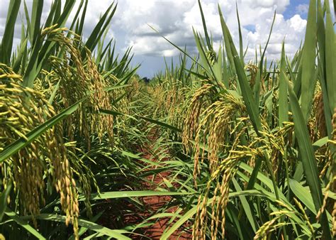 Manejo Da Lavoura De Arroz Deve Ser Do Plantio Colheita Sucesso No