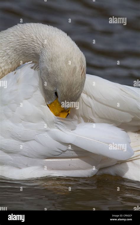 Feather Preening Hi Res Stock Photography And Images Alamy