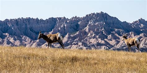 Experience Badlands National Park | CedarPassLodge.com