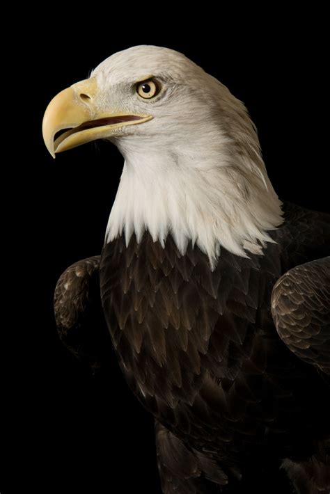 Bald Eagle Facts And Information