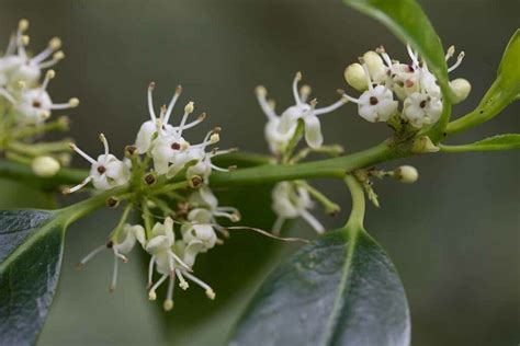 How to identify Holly - nativetreesfromseed.com