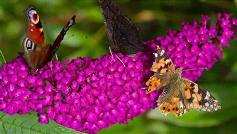 Budelia O Arbusto De Las Mariposas CUIDADOS De La Buddleia