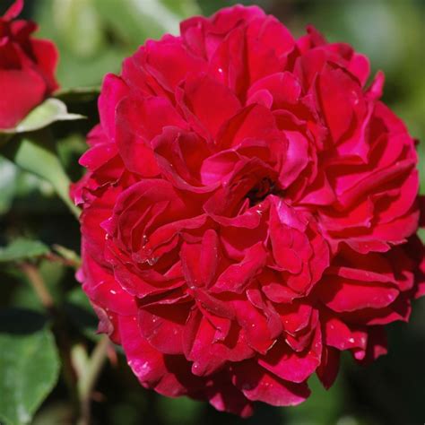 Red Leonardo Da Vinci Rose Rot Bis 80cm Meilland 2003 Rosa