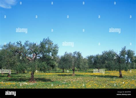 Olive Grove Valle D Itria Italy Stock Photo Alamy