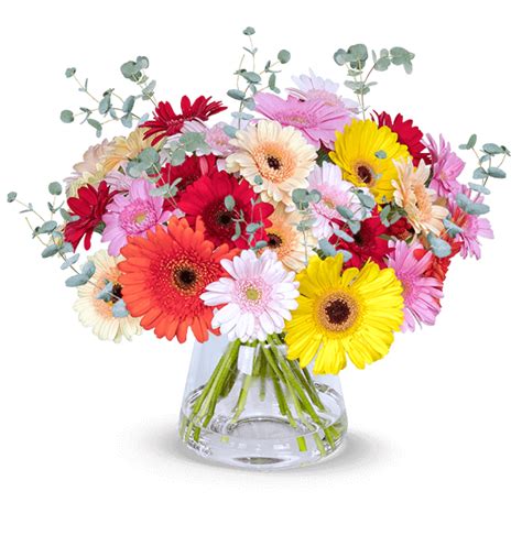 Blume Ideal Bunte Gerbera Eukalyptus F R Inkl Versand