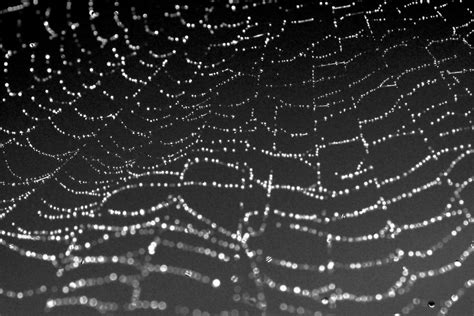 Black dewey cobweb texture 2 by beckas on DeviantArt