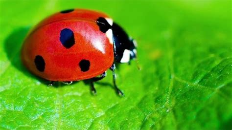 Top 10 Most Beautiful Insects In The World Youtube