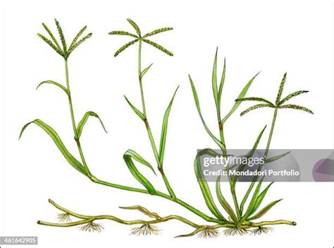 642 Bermuda Grass Images Stock Photos High Res Pictures And Images