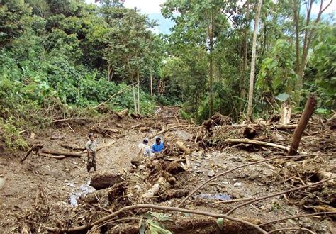 Más De 7 Mil Hectáreas De Bosques Se Pierden En El Vrae Por Cultivos De