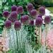 Drumstick Allium Flower Bulbs Hardy Deer Resistant Blooms In Late