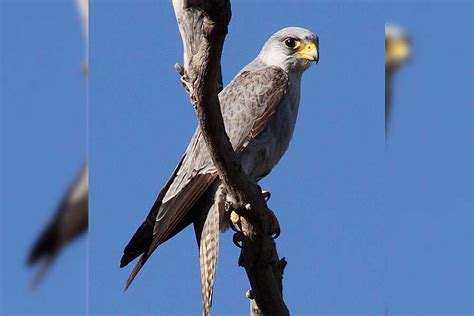 Grey Falcon Tour Bellbird Tours