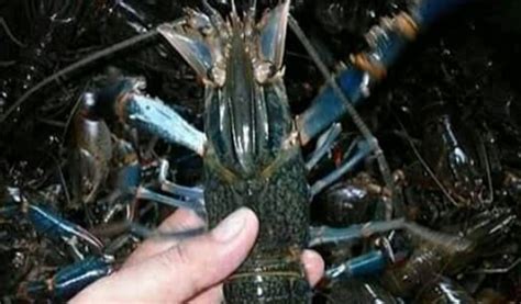 Pakan Lobster Air Tawar Agar Cepat Bertelur Jenis Kebutuhan Nutrisi