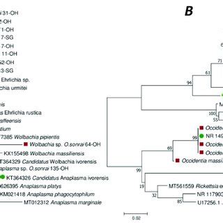 Phylogenetic Tree Neighbour Joining Bootstrap Replicates Based