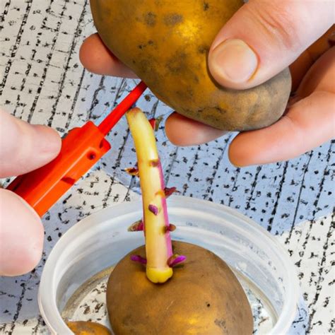 Can You Eat Potatoes That Are Sprouted? Exploring the Benefits and