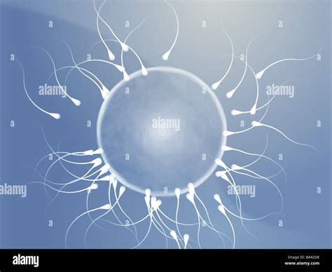 Ilustraci N De Un Vulo Humano Es Fertilizado Por El Esperma Fotograf A