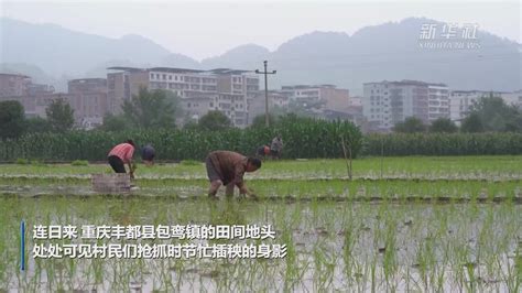 芒种时节插秧忙凤凰网视频凤凰网