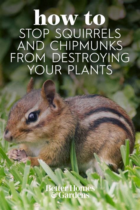 How To Keep Chipmunks Out Of The Gardenand Squirrels Too Chipmunks