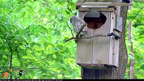 Barred Owl Cam Timeline Cornell Lab Bird Cams Cornell Lab Bird Cams