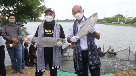 Kkp Canangkan Kampung Perikanan Budidaya Bandeng Di Gresik