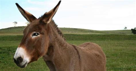 Funny Donkey Names | List of Cute Names for Mules