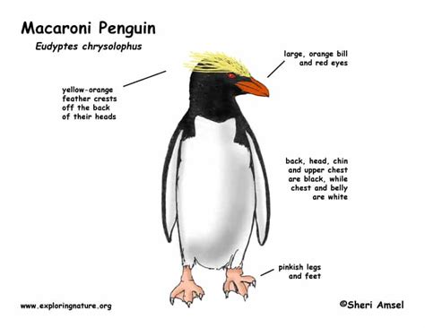 Top 15 Macaroni Penguin Facts - Predators, Diet, Range,