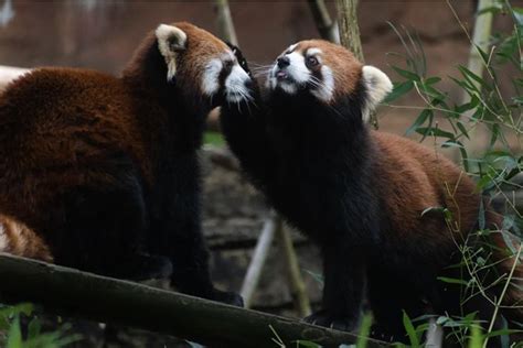 30 Times Red Pandas Put Their Hands In The Air Like They Just Don T