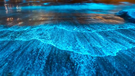 5 Places To See Bioluminescence Around The World The Discoverer