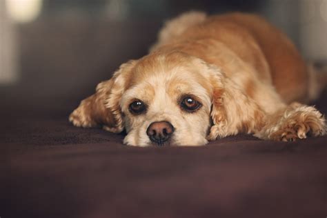 Fotos Gratis Perrito Perro Animal Linda Canino Mascota Pelaje