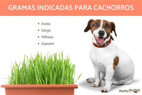 Faz Mal Cachorro Comer Grama Melhores Op Es