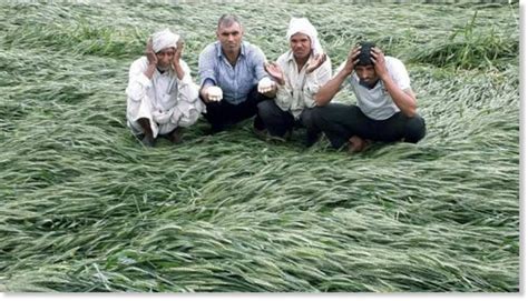 Untimely Rains Hailstorm Kill At Least 28 Farmers In Up Damage Rabi