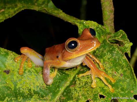 Almendariz S Treefrog Hypsiboas Almendarizae Andreas Kay Flickr