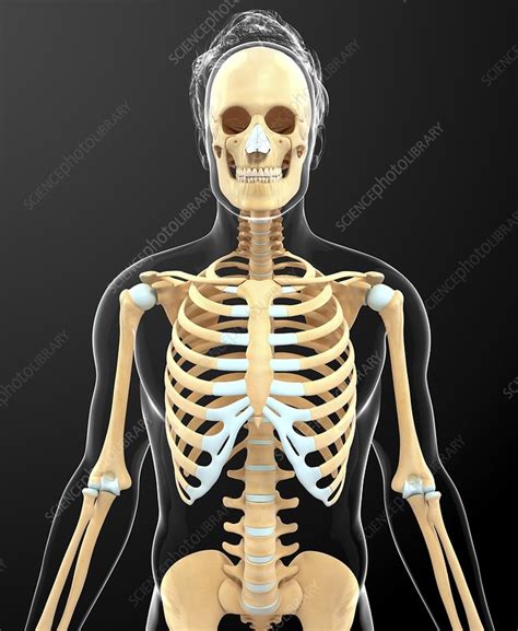 Human Skeletal System Artwork Stock Image F010 4359 Science