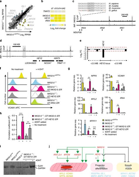 HEY2 Is A Key Downstream Transcriptional Mediator Of NKX2 5 A Dot Plot