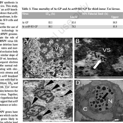 Electron Microscopic Analysis Of Ac Ac Ko Gp Infected Sf Cells To